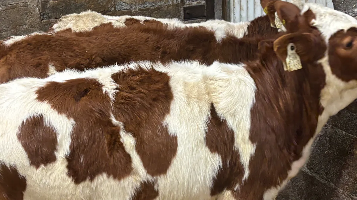 ⭐️ 3 Red Simmental Heifer Runners ⭐️ - Image 4