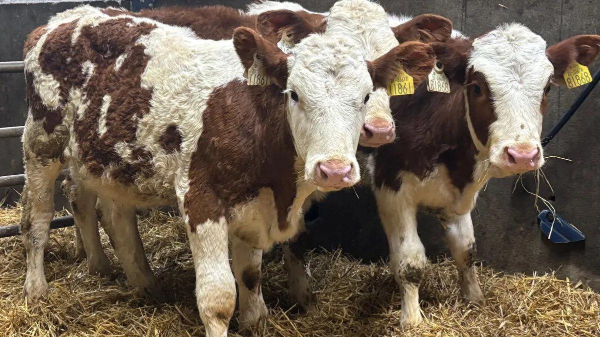 ⭐️ 3 Red Simmental Heifer Runners ⭐️ - Image 3