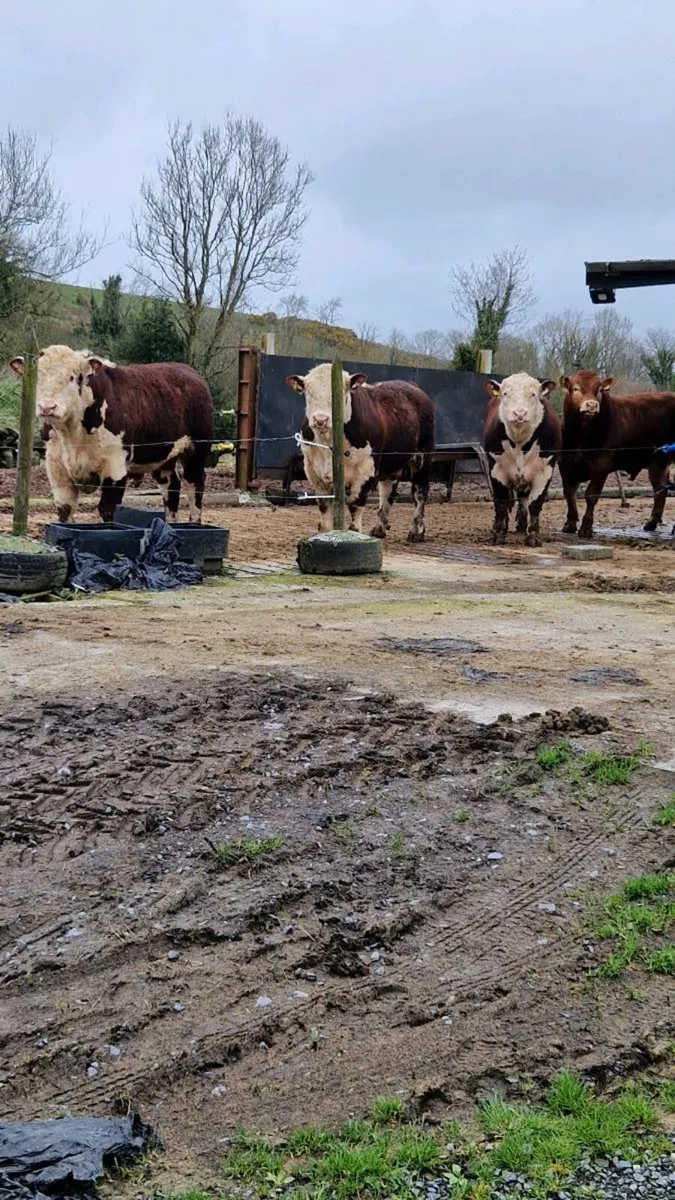 Hereford. Bulls - Image 2