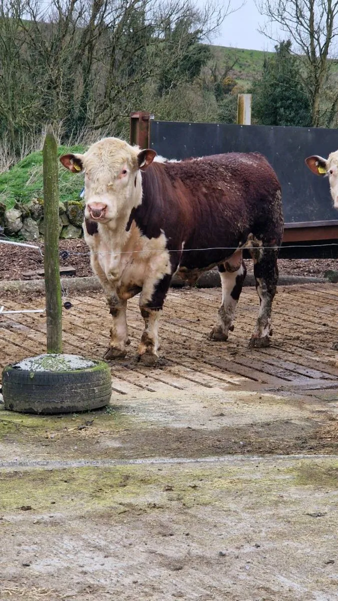 Hereford. Bulls - Image 1