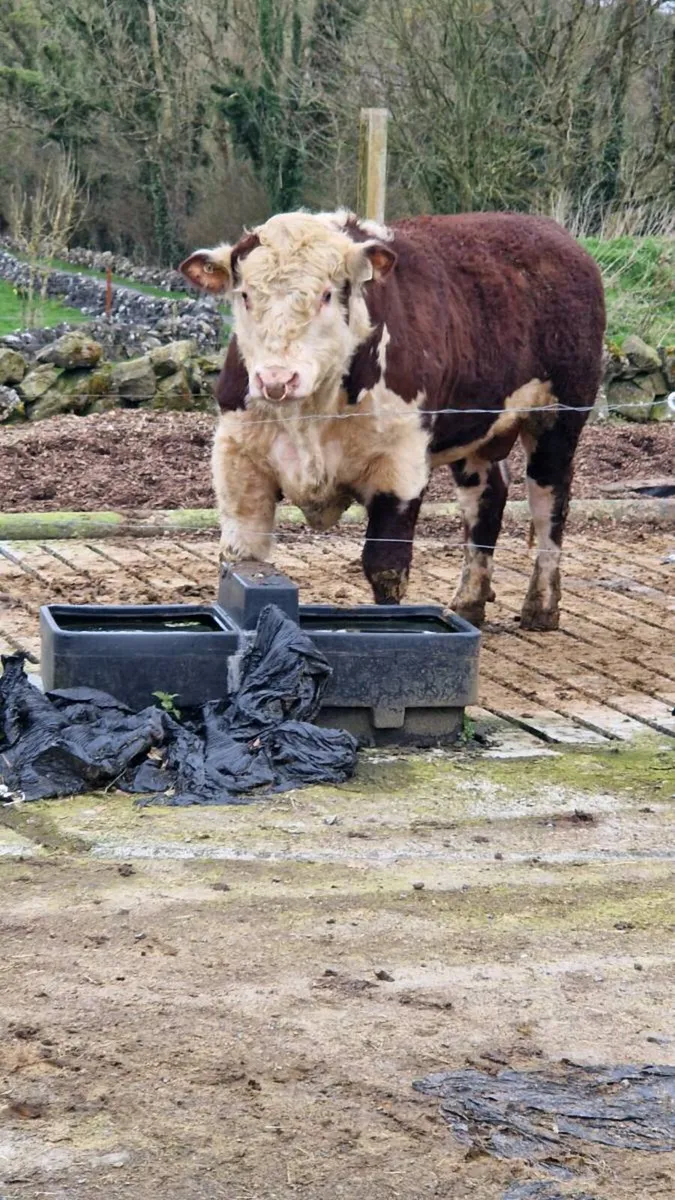 Hereford. Bulls - Image 3