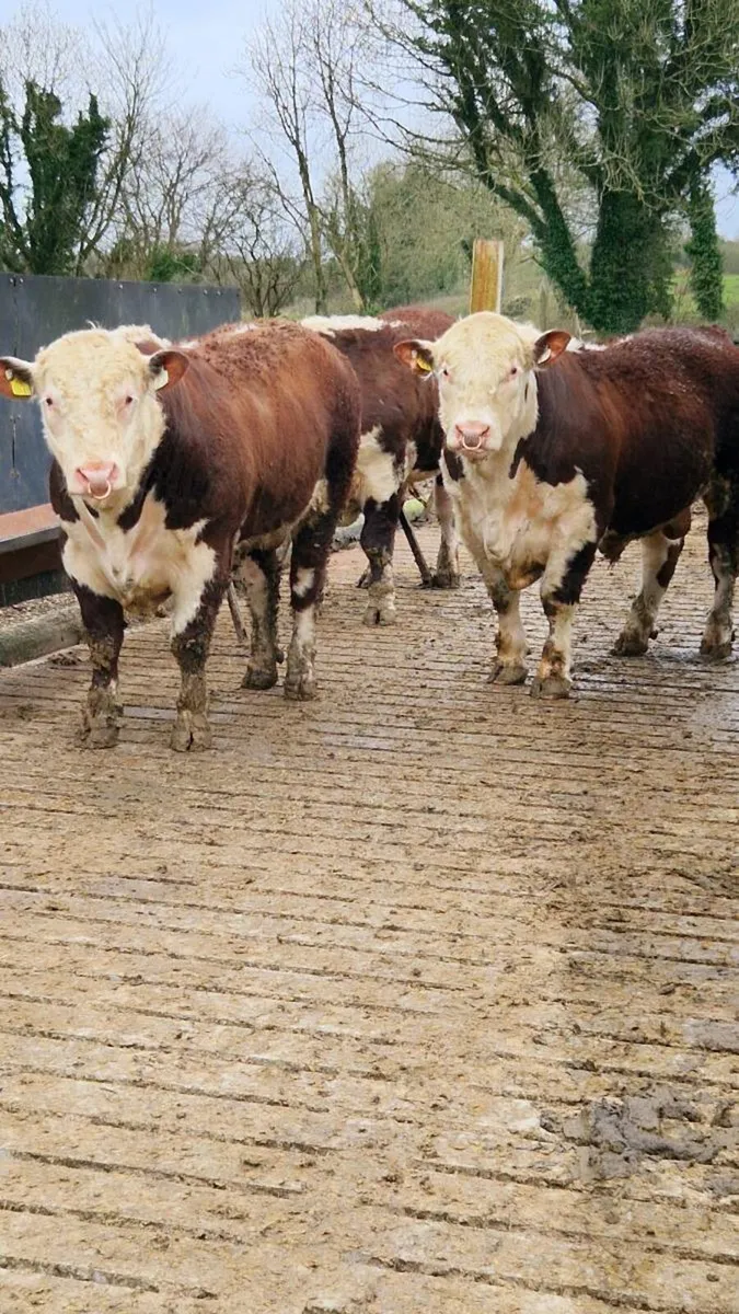 Hereford. Bulls - Image 4