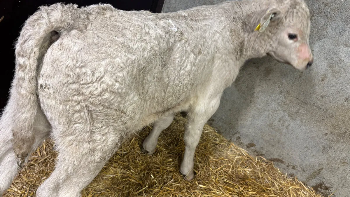 Charolais Bull Calf - Image 4