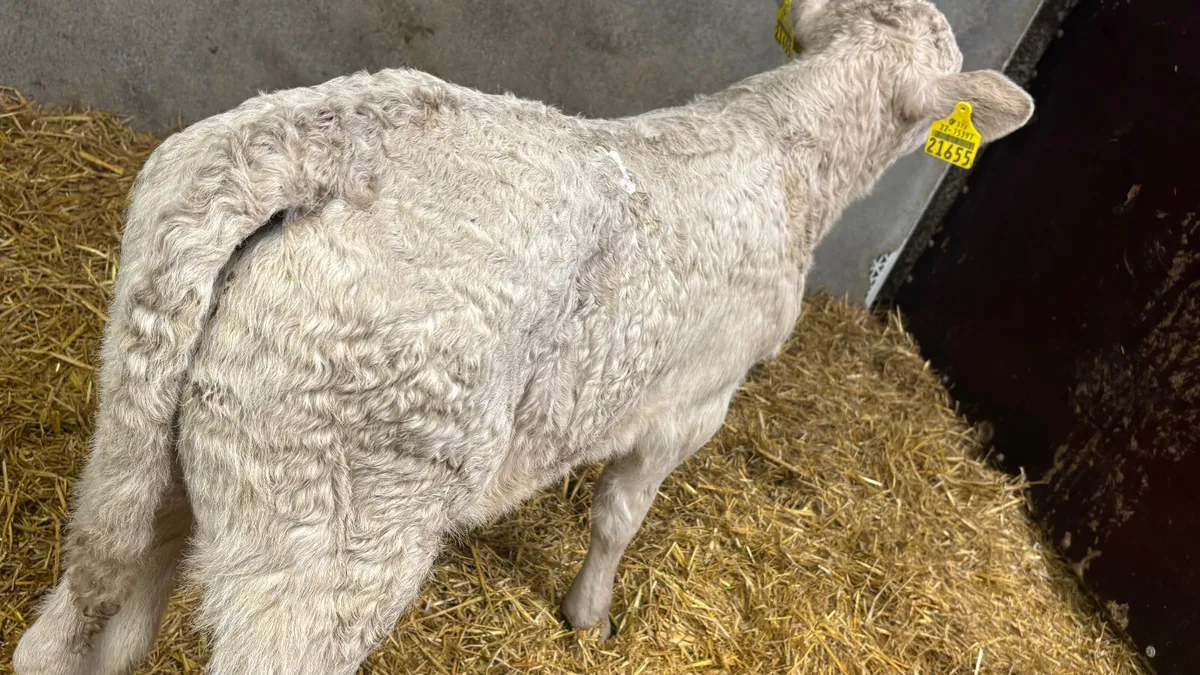 Charolais Bull Calf - Image 2