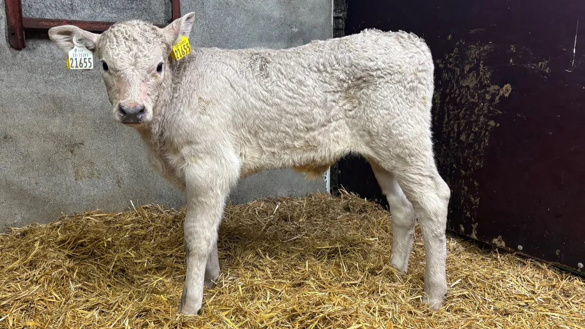 Charolais Bull Calf - Image 1