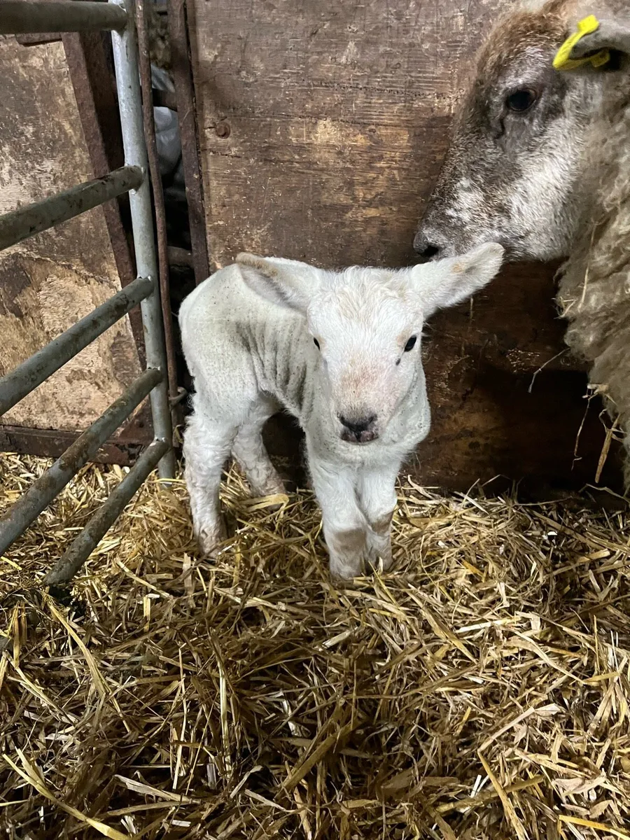 Foster lamb available