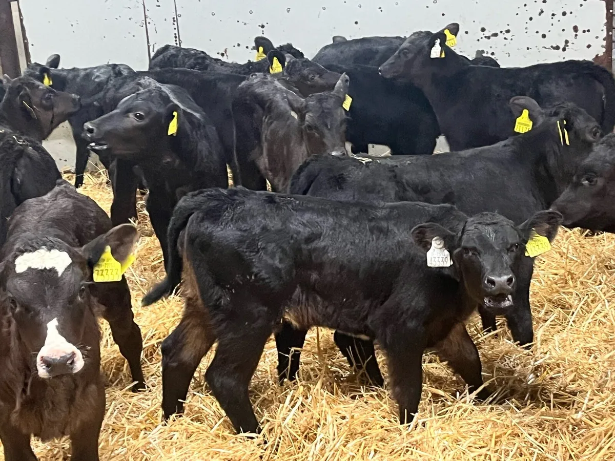 30 Super AA & HE Heifer Calves - Image 2