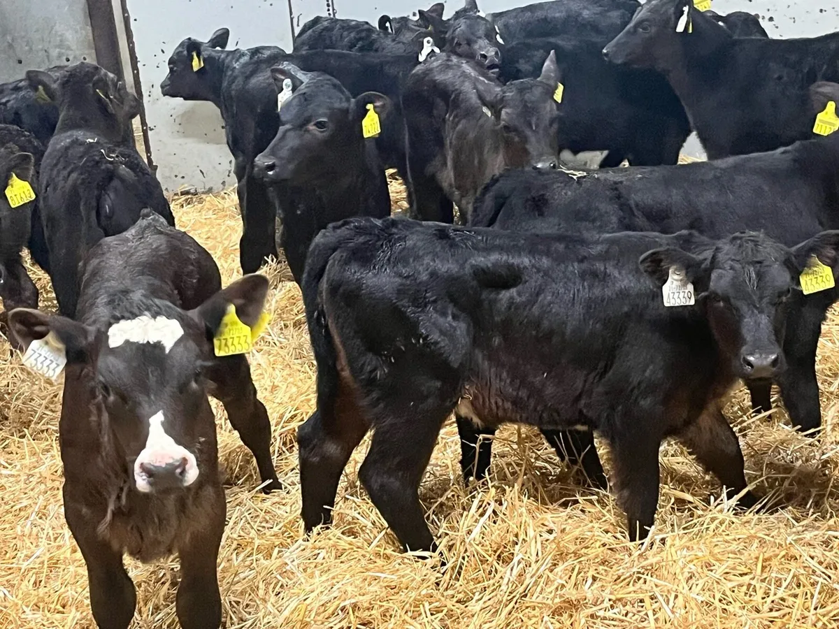 30 Super AA & HE Heifer Calves - Image 3