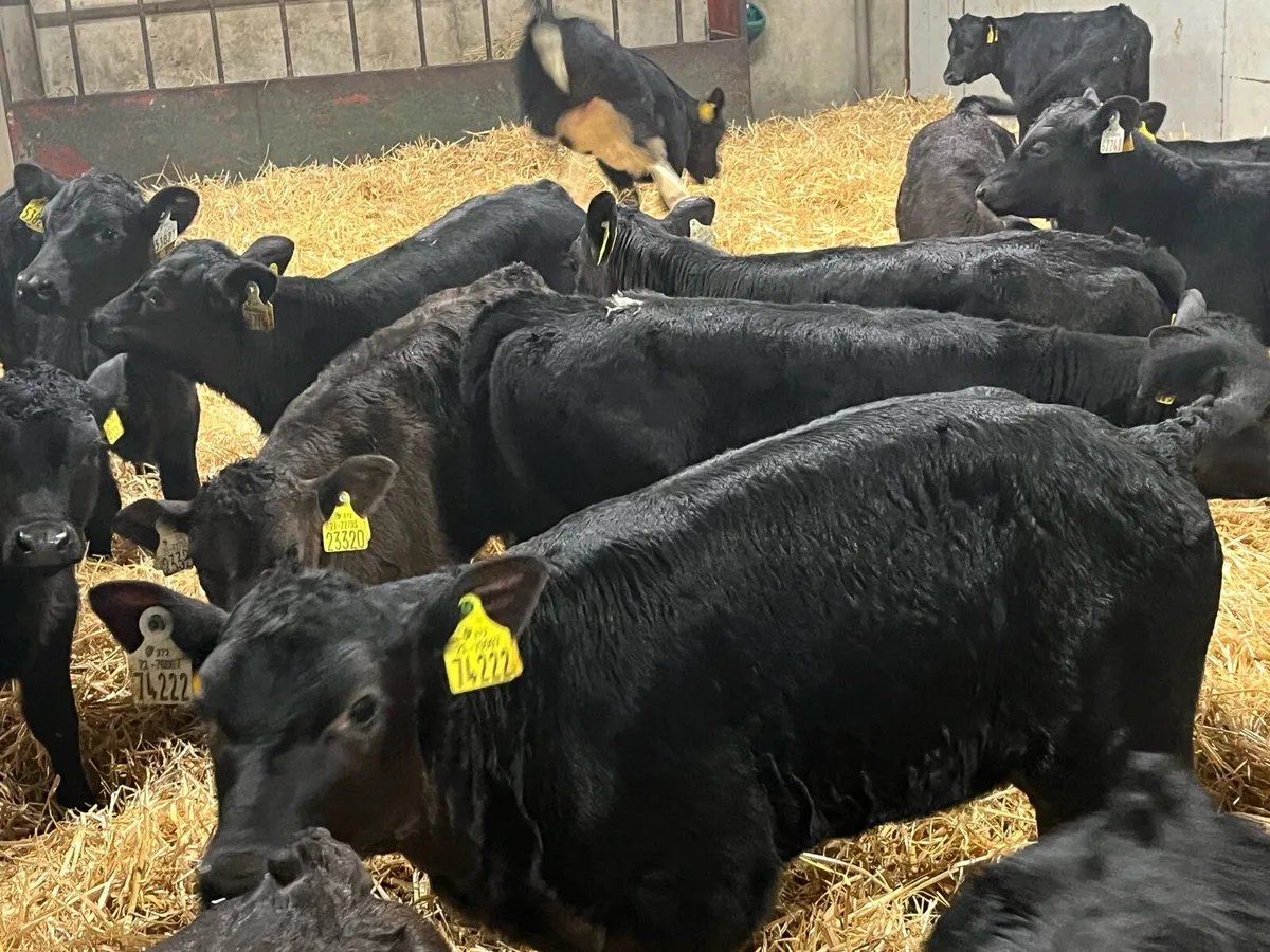 30 Super AA & HE Heifer Calves - Image 4