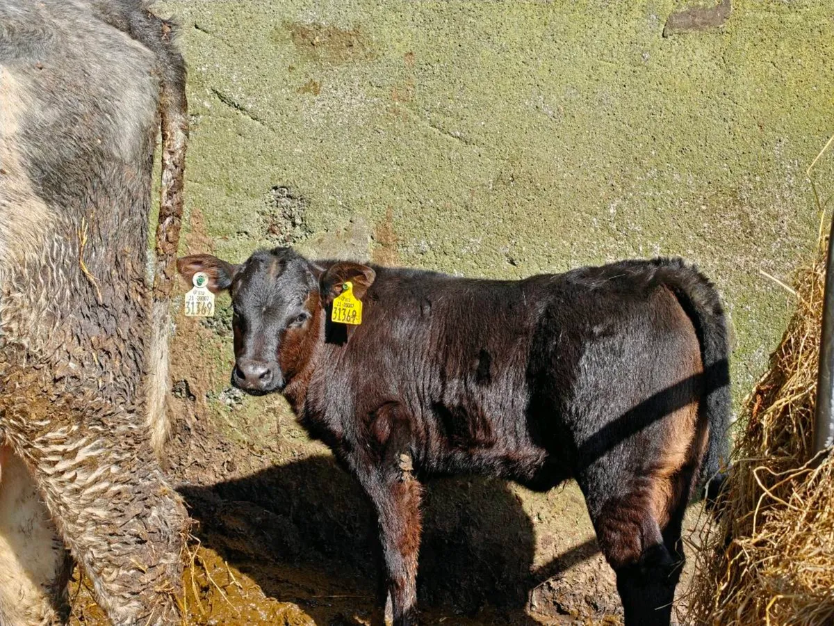 Shorthorn cows with calves at foot - Image 1
