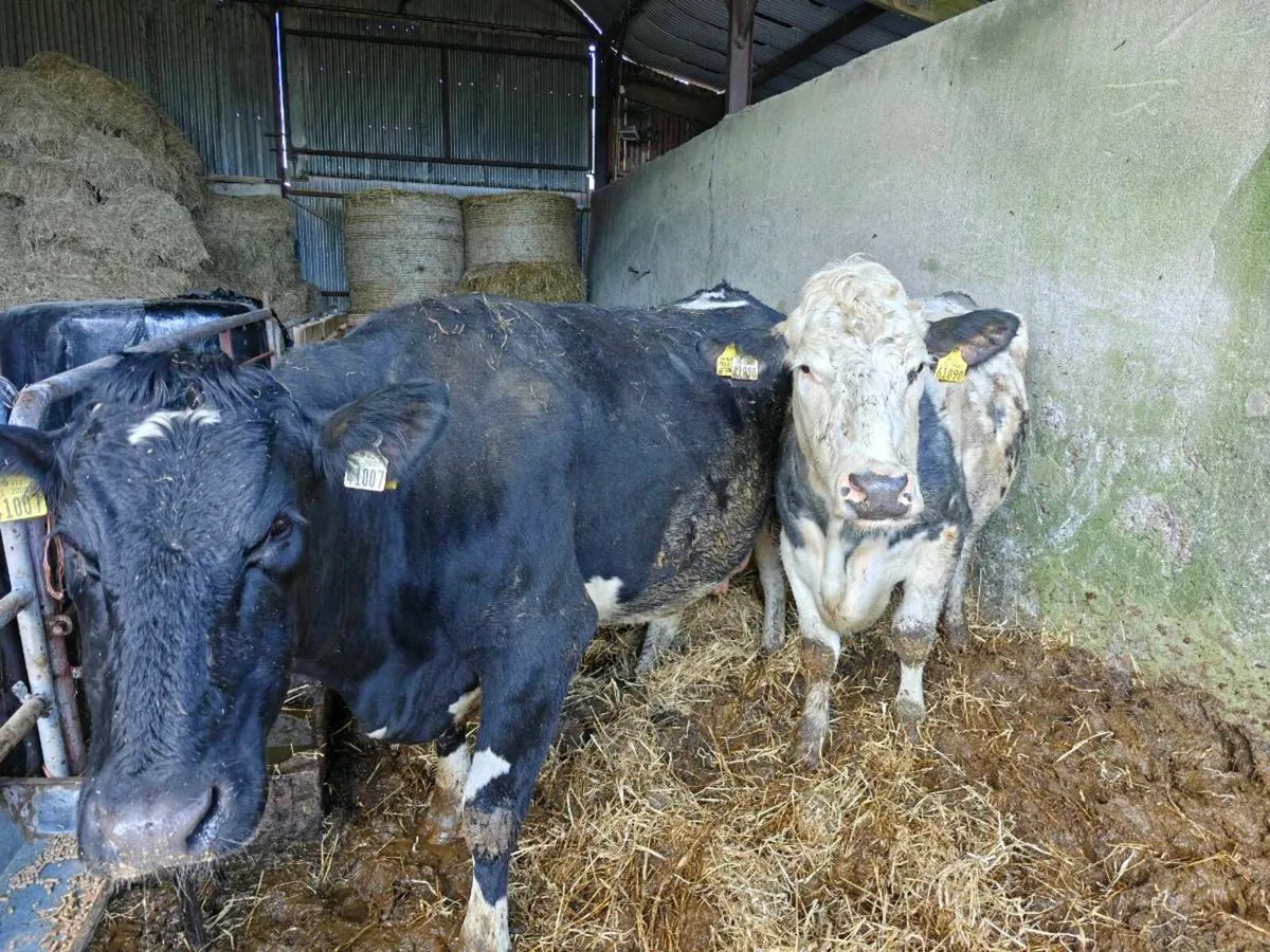 Shorthorn cows with calves at foot - Image 2