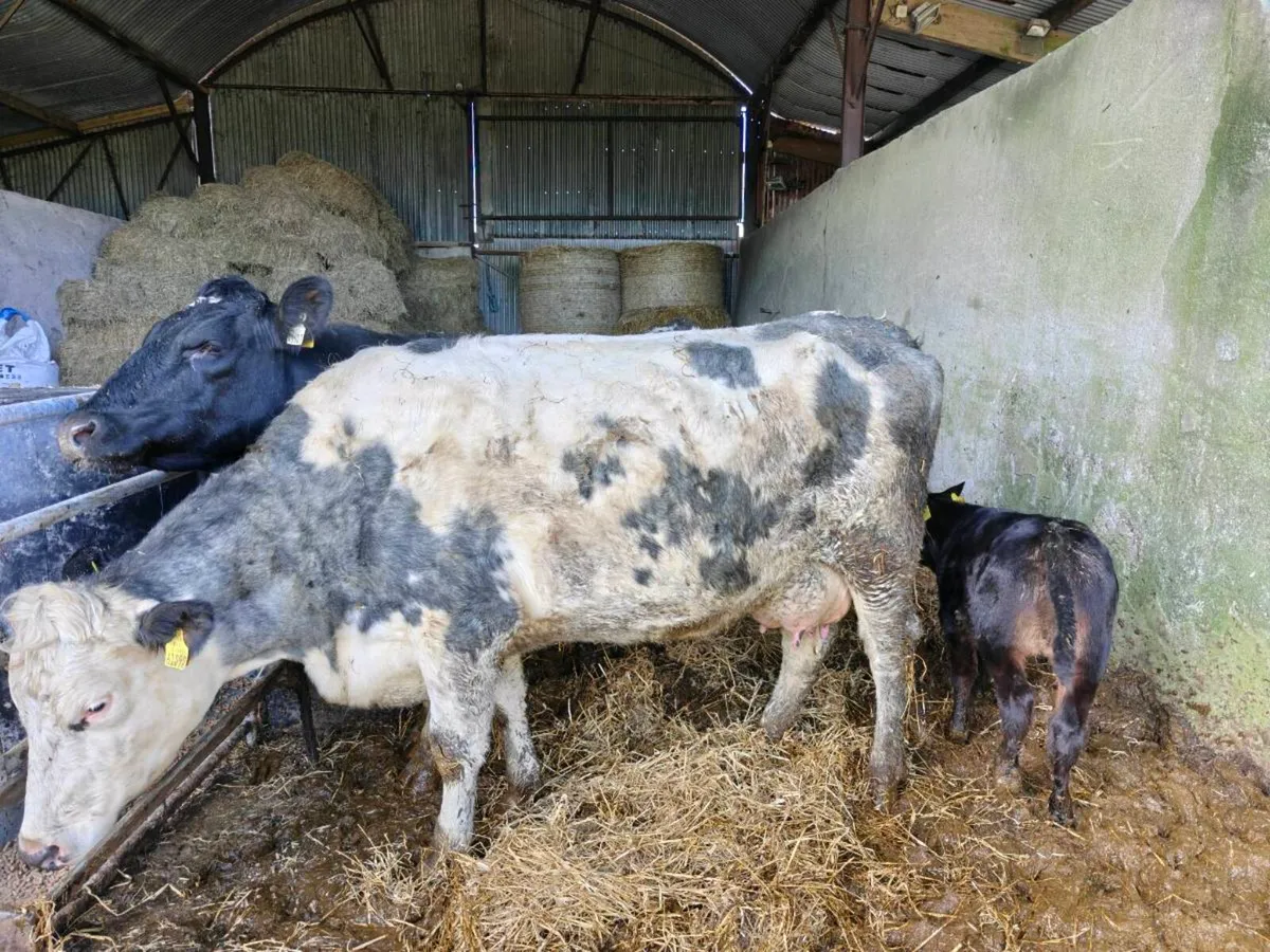 Shorthorn cows with calves at foot - Image 3