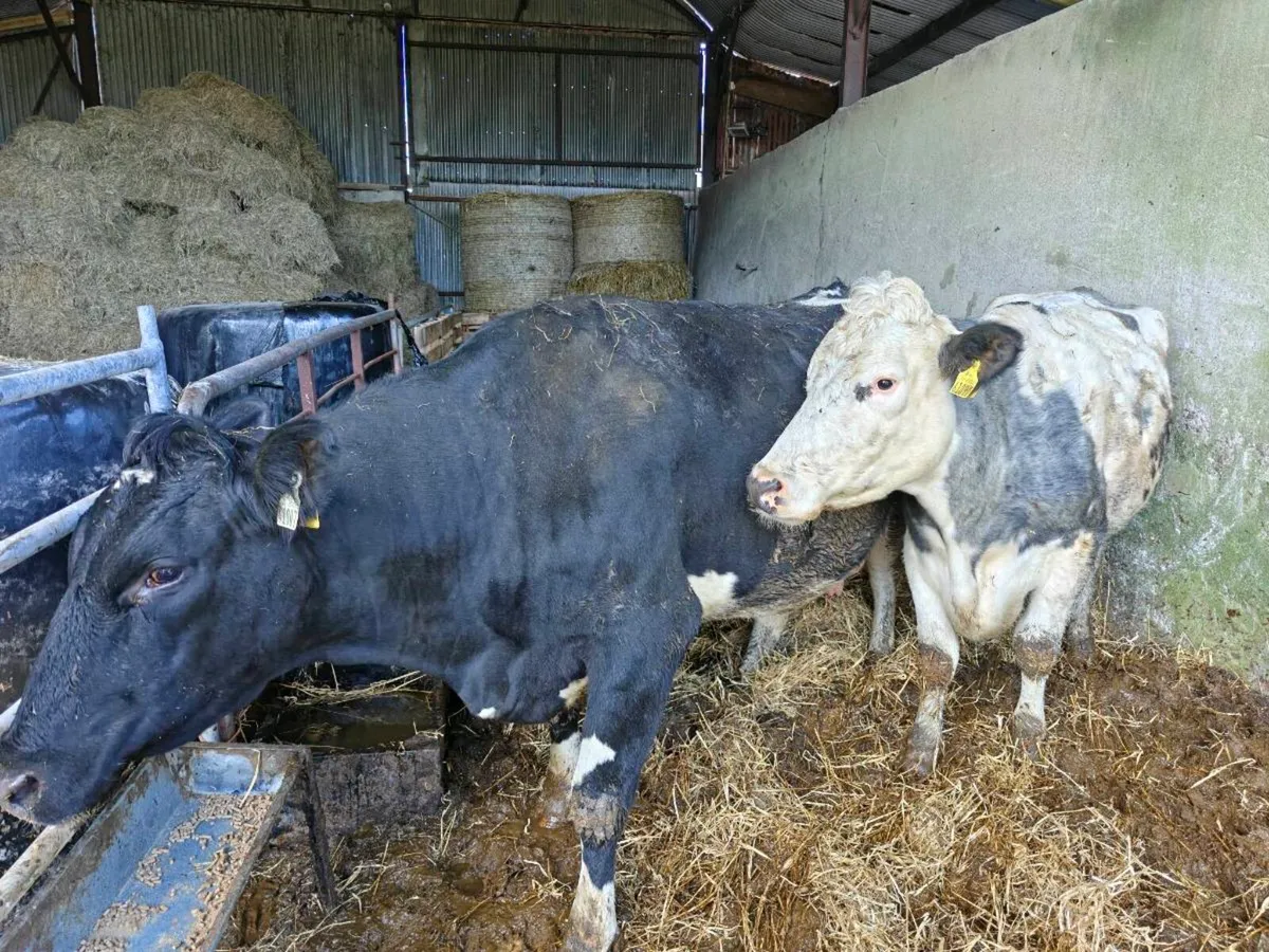 Shorthorn cows with calves at foot - Image 4