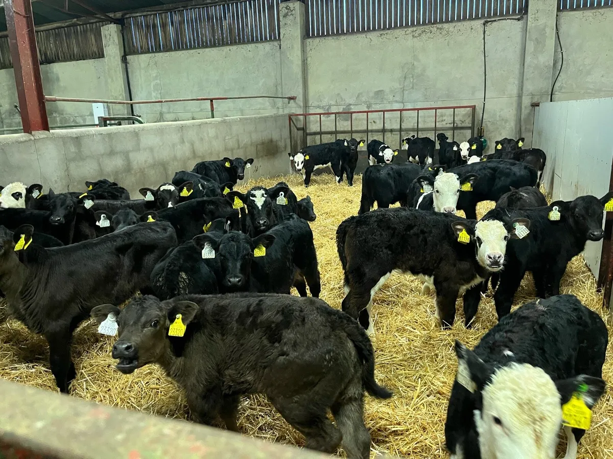 30 Super AA & HE Heifer Calves - Image 1