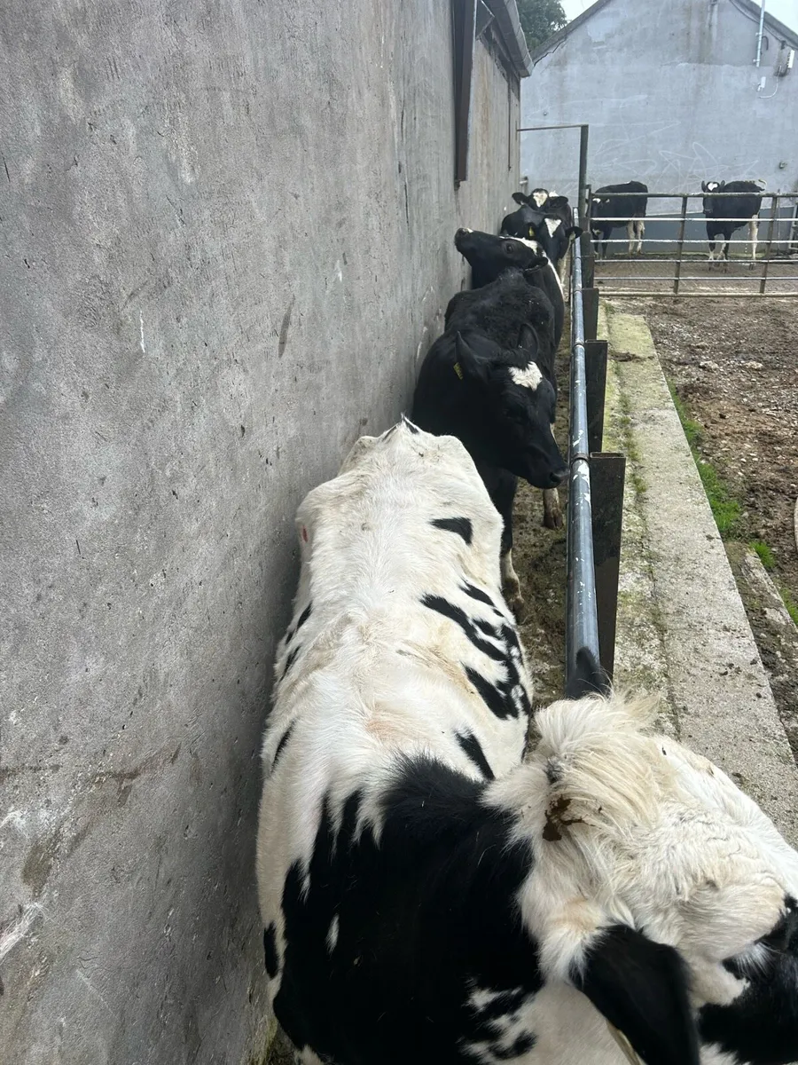 Bulling FR Heifers - Image 2