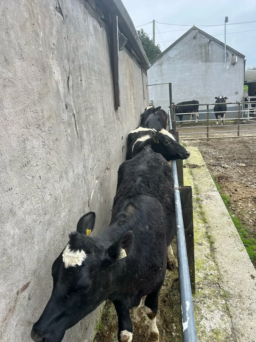 Bulling FR Heifers - Image 3