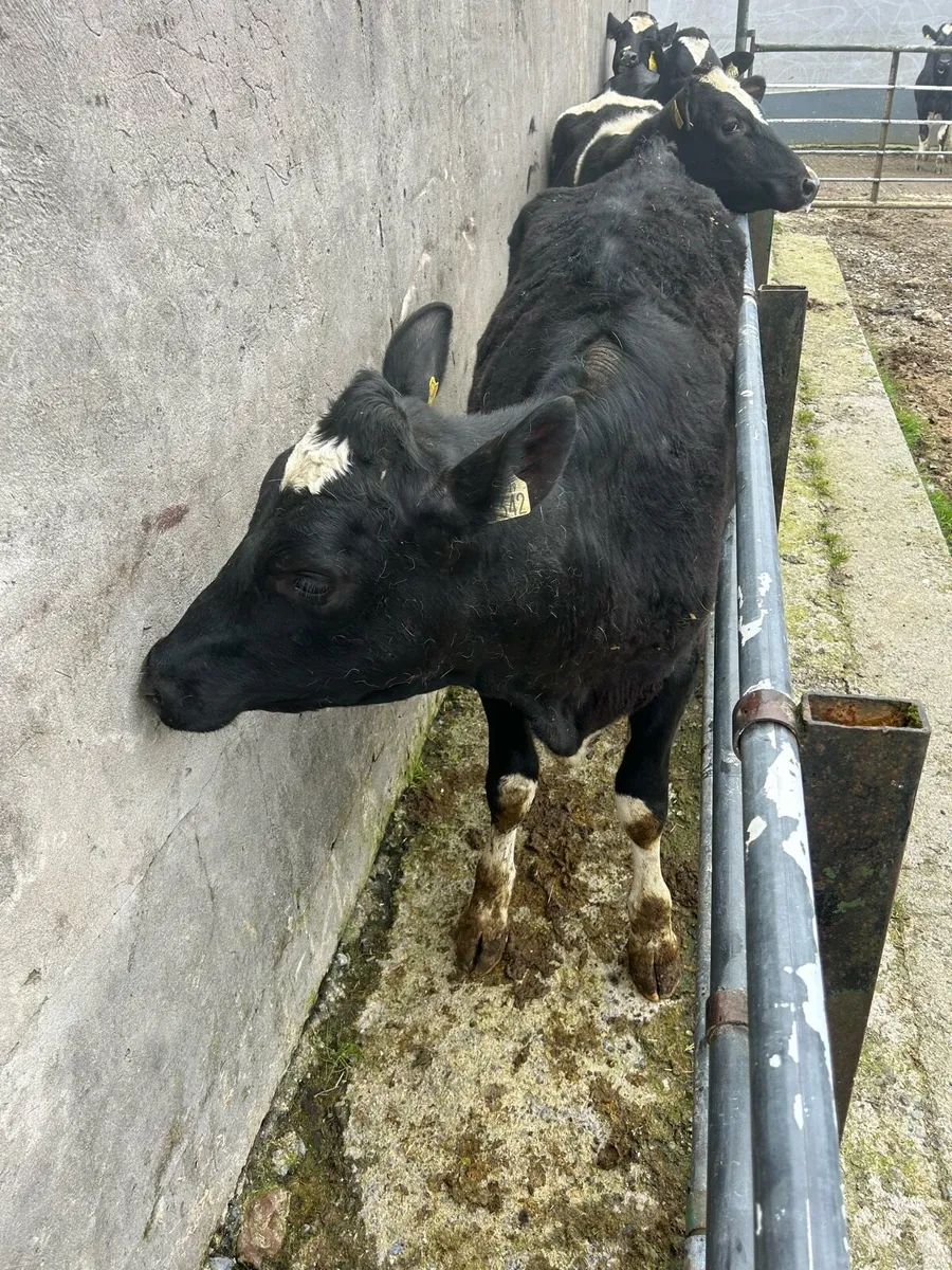 Bulling FR Heifers - Image 4