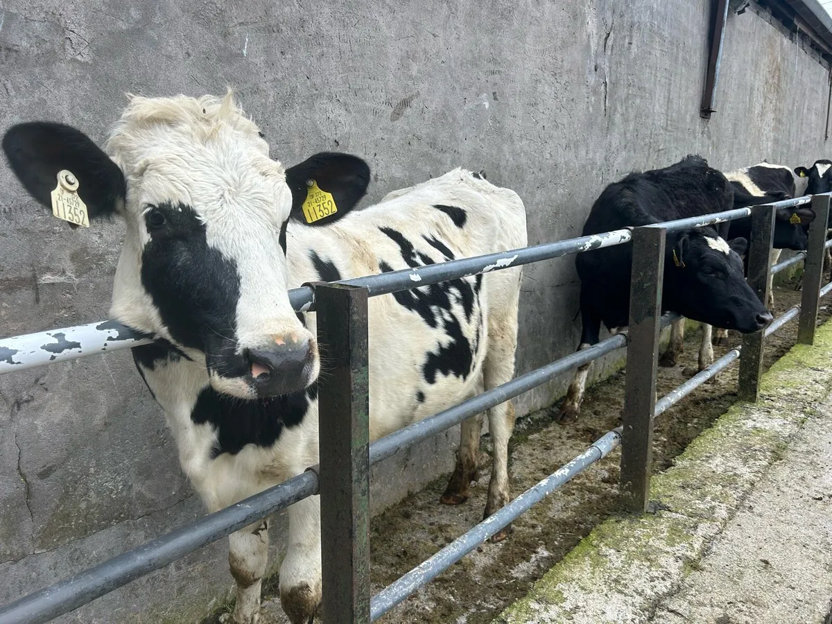 Bulling FR Heifers - Image 1