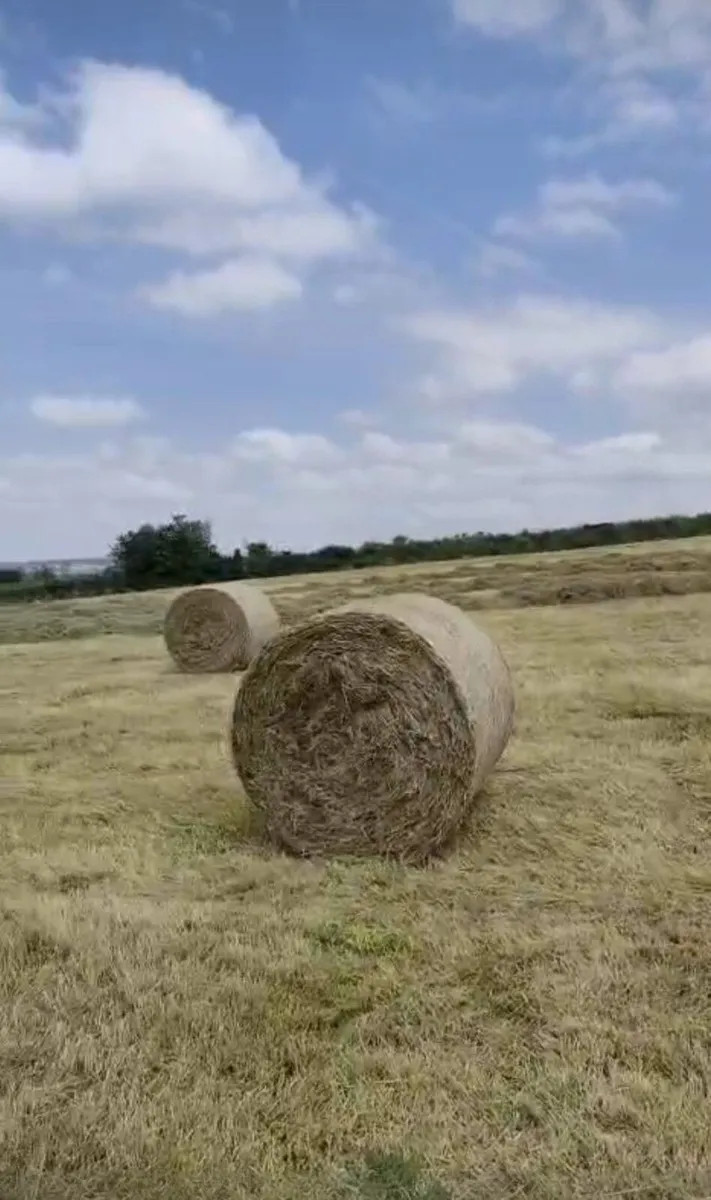Hay - Image 2