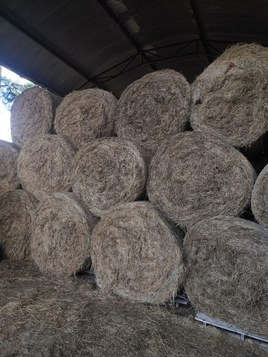 Hay - Image 1