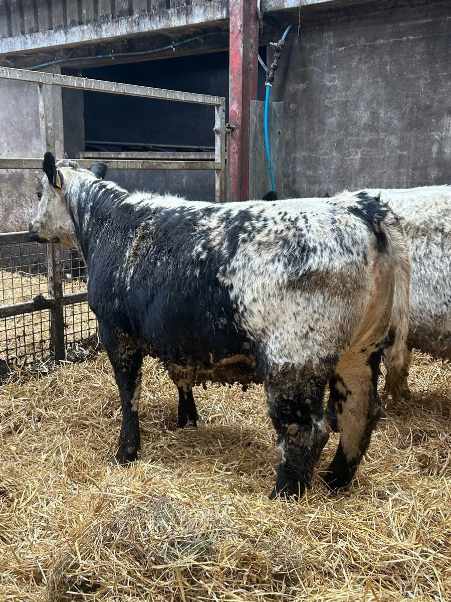 Speckle Park maiden Heifers - Image 1