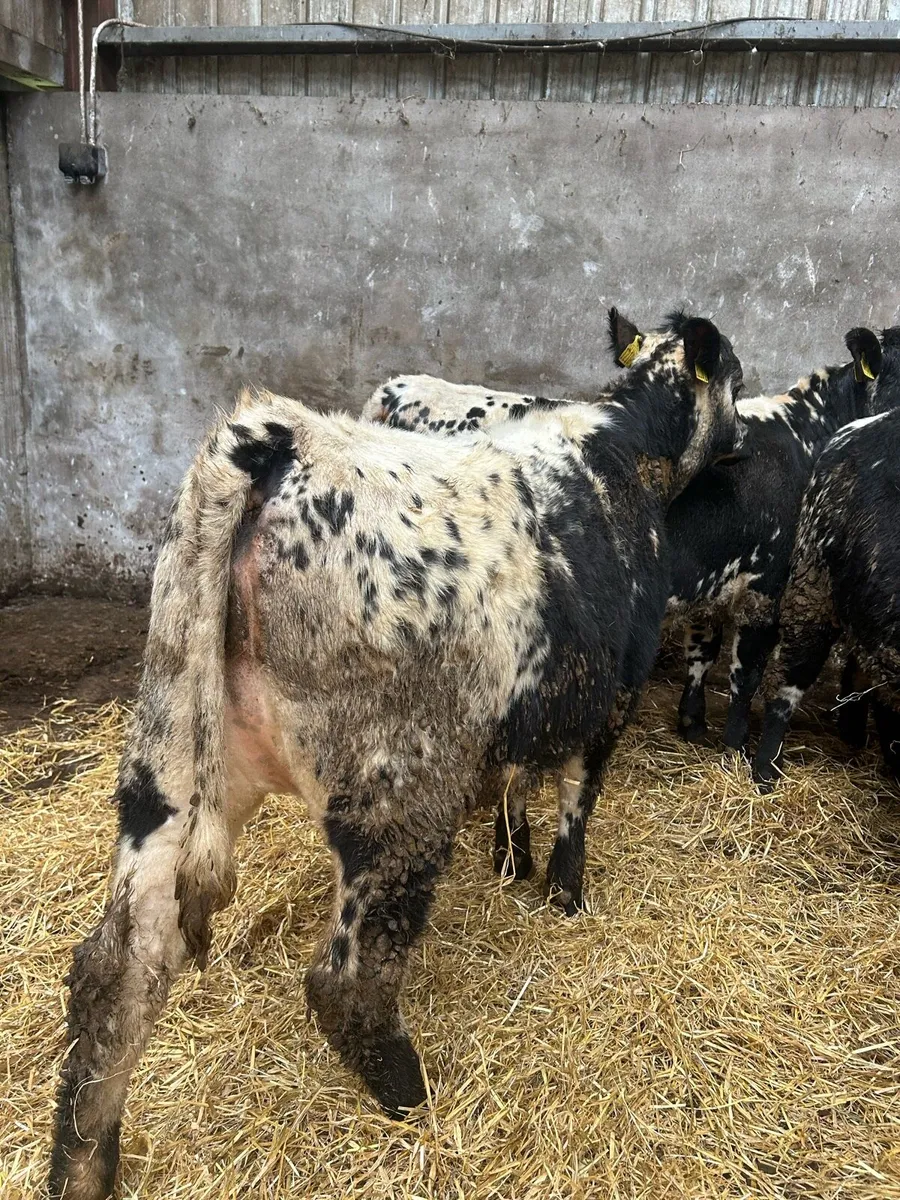 Speckle Park maiden Heifers - Image 2