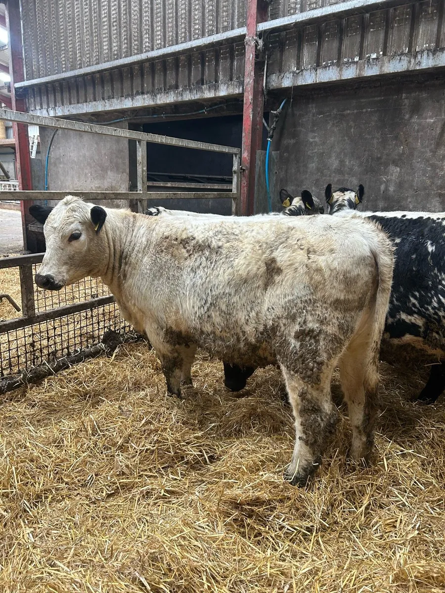 Speckle Park maiden Heifers - Image 3