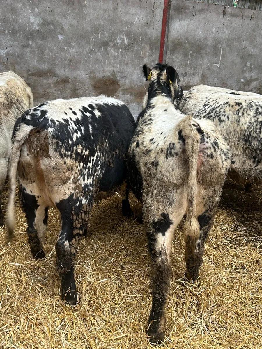 Speckle Park maiden Heifers - Image 4