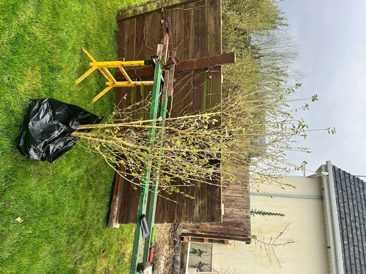 Privet trees 27 euros per Tree - Image 1