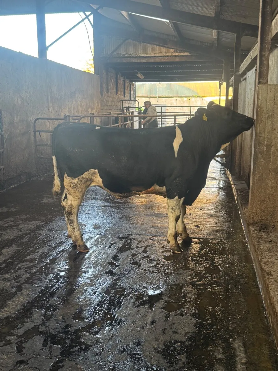 Pedigree registered Friesan bulls - Image 1