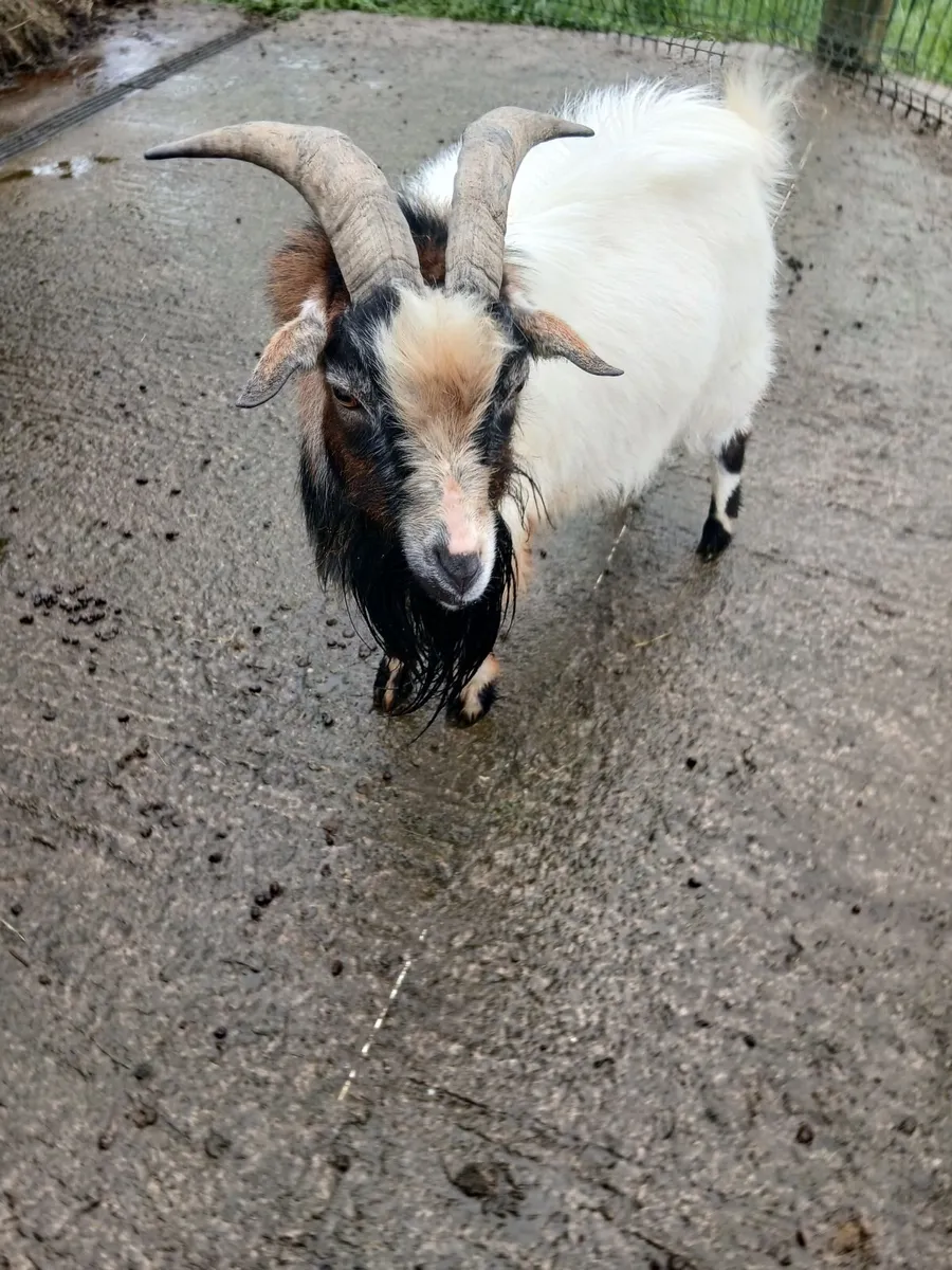 Pygmy goat - Image 1