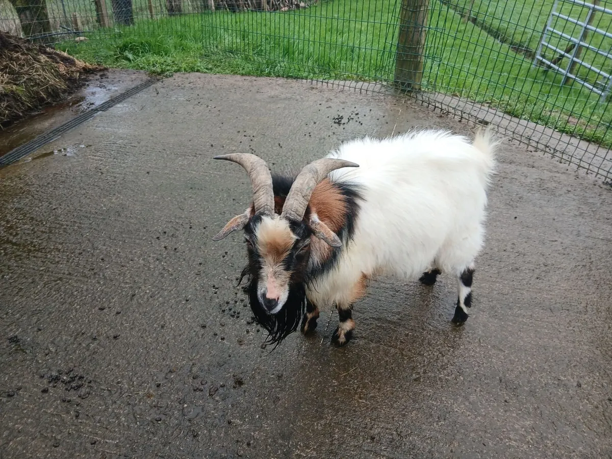 Pygmy goat - Image 3