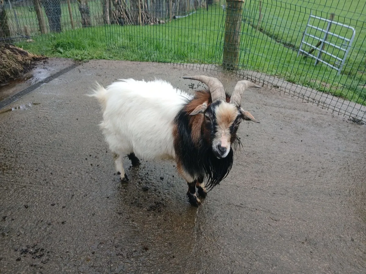 Pygmy goat - Image 4
