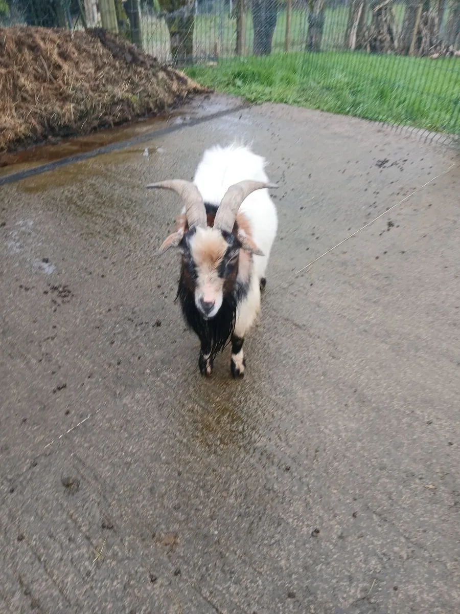 Pygmy goat - Image 2