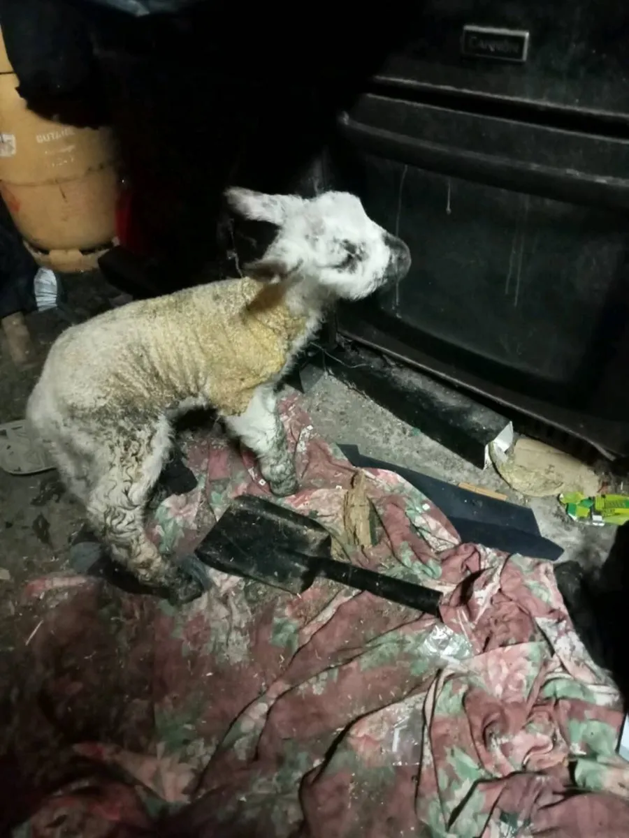 Pet Lamb - Image 3