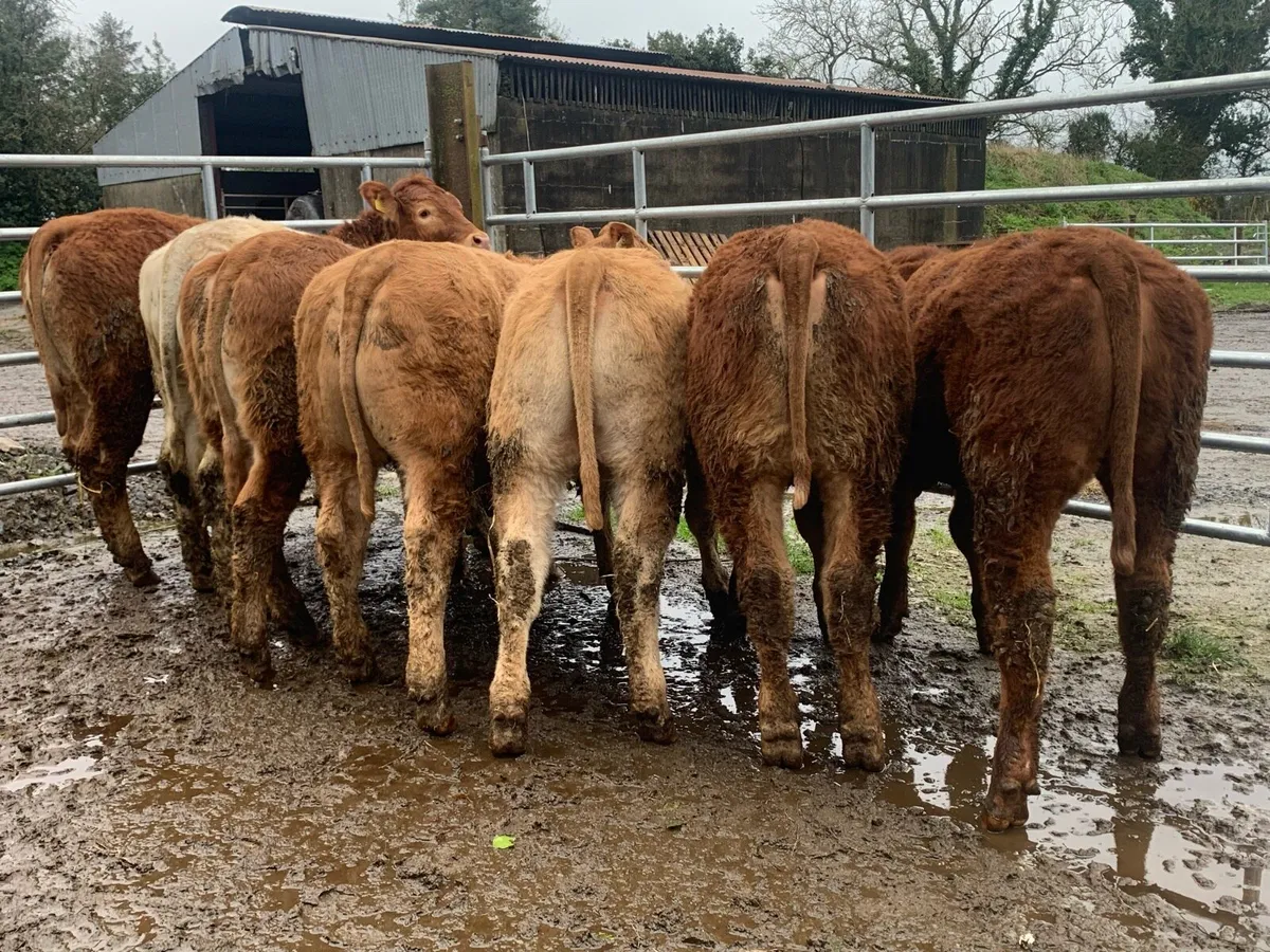 7 u grade heifers 310kg - Image 1
