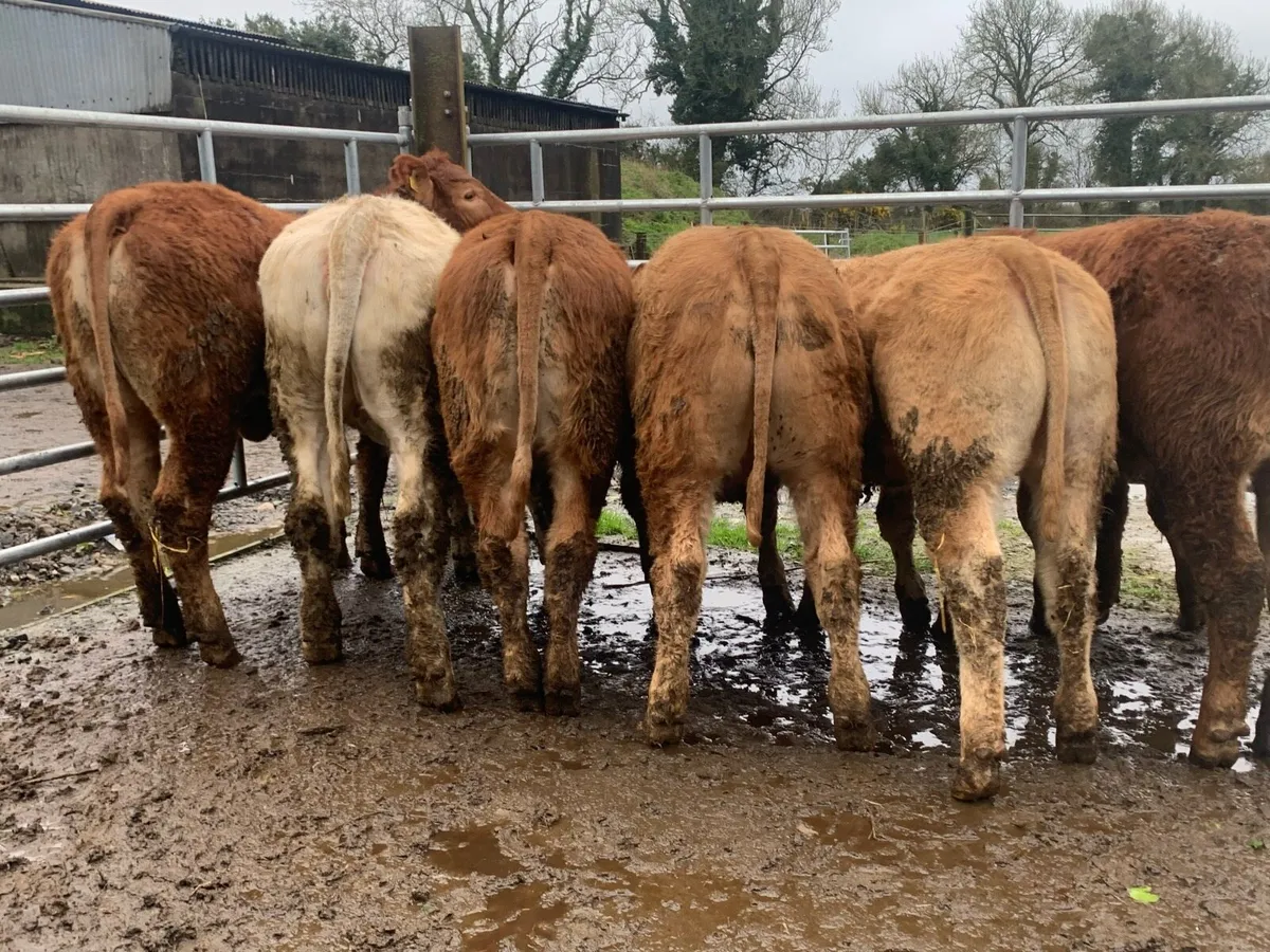 7 u grade heifers 310kg - Image 2