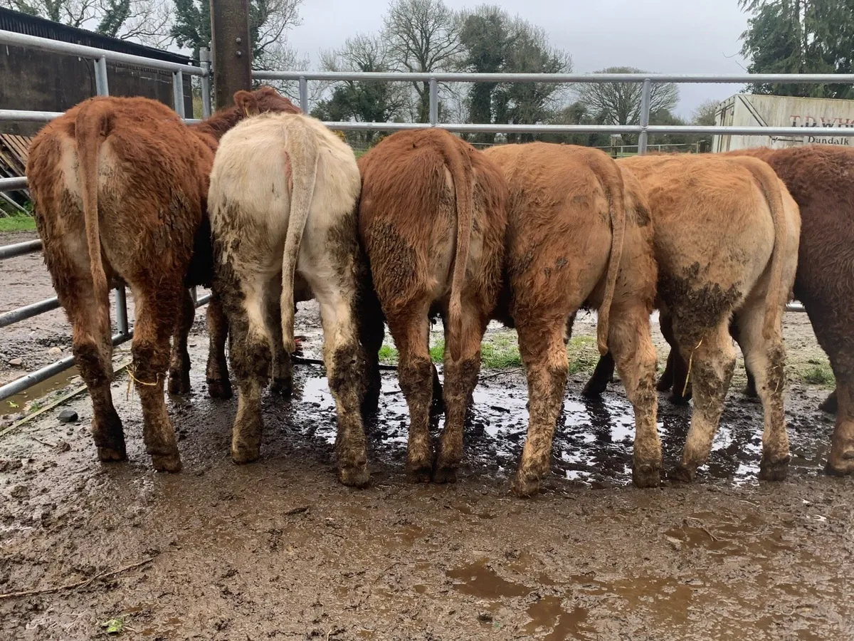 7 u grade heifers 310kg - Image 3