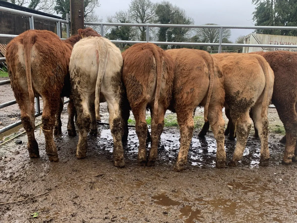 7 u grade heifers 310kg - Image 4