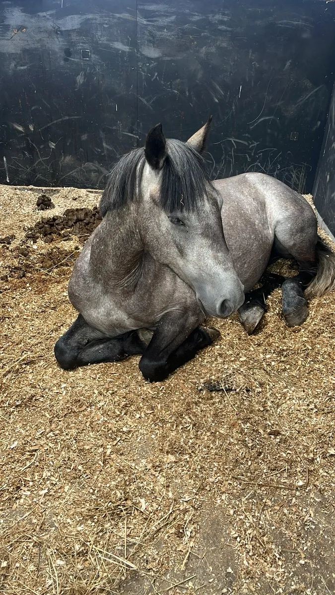 4 yr old Connie gelding - Image 4