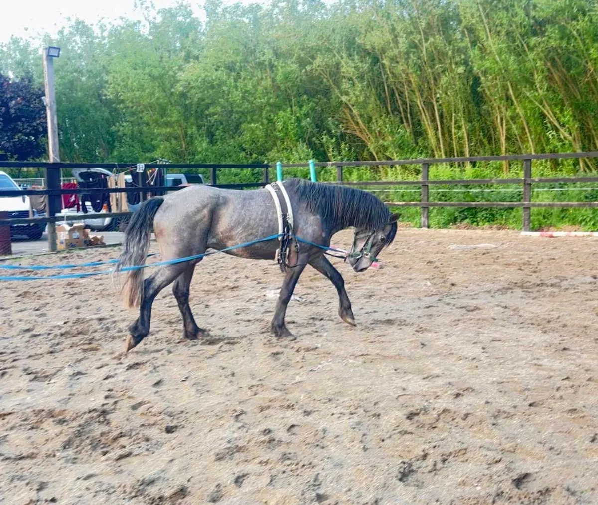 4 yr old Connie gelding - Image 1