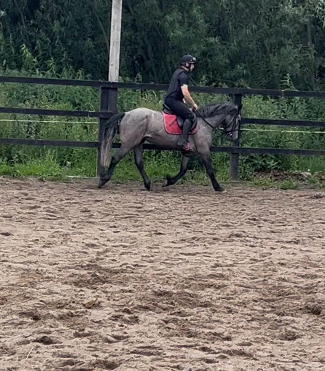 4 yr old Connie gelding - Image 2