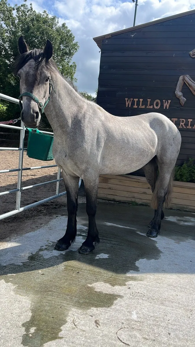 4 yr old Connie gelding - Image 3