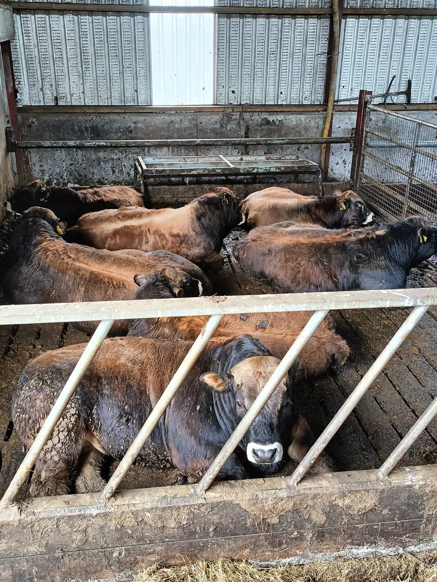 Aubrac bulls - Image 2