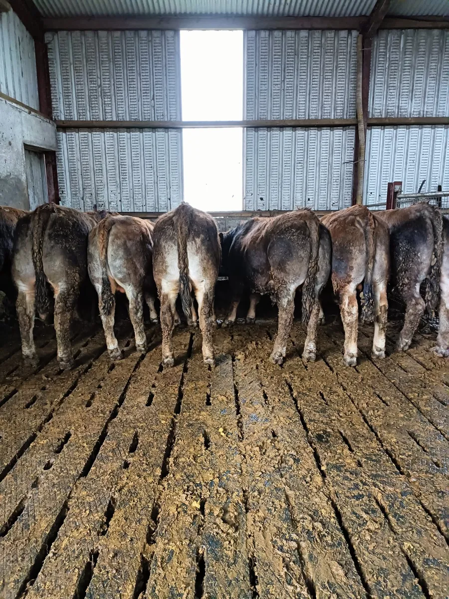 Aubrac bulls - Image 3