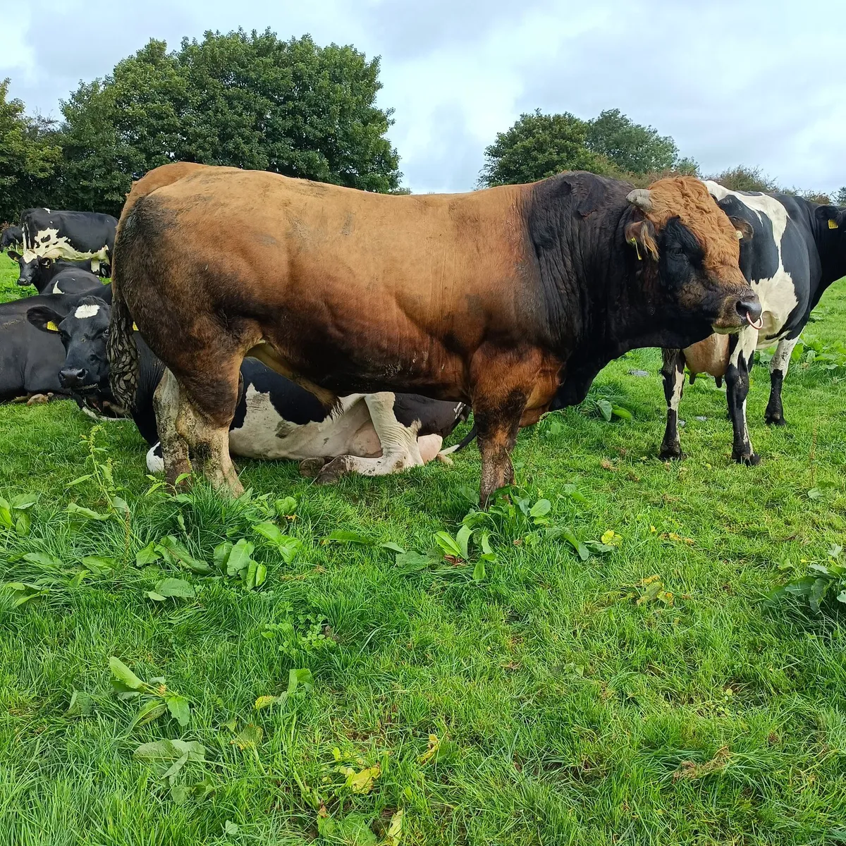 Aubrac bulls - Image 3