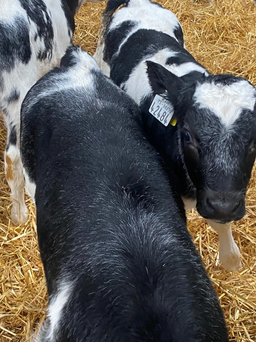 AI Bred Belgian Blue Bull Calves - Image 2