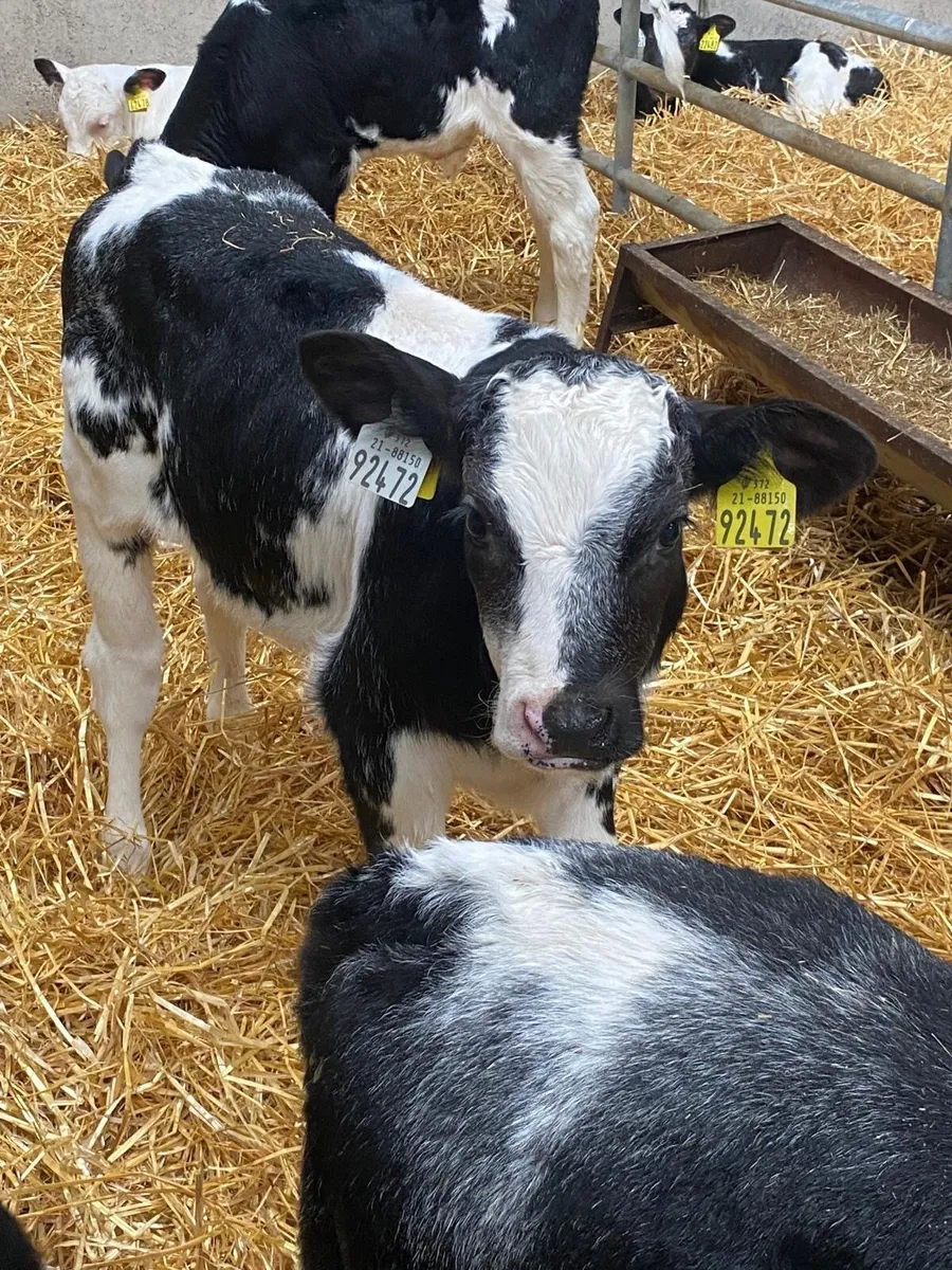 AI Bred Belgian Blue Bull Calves - Image 3