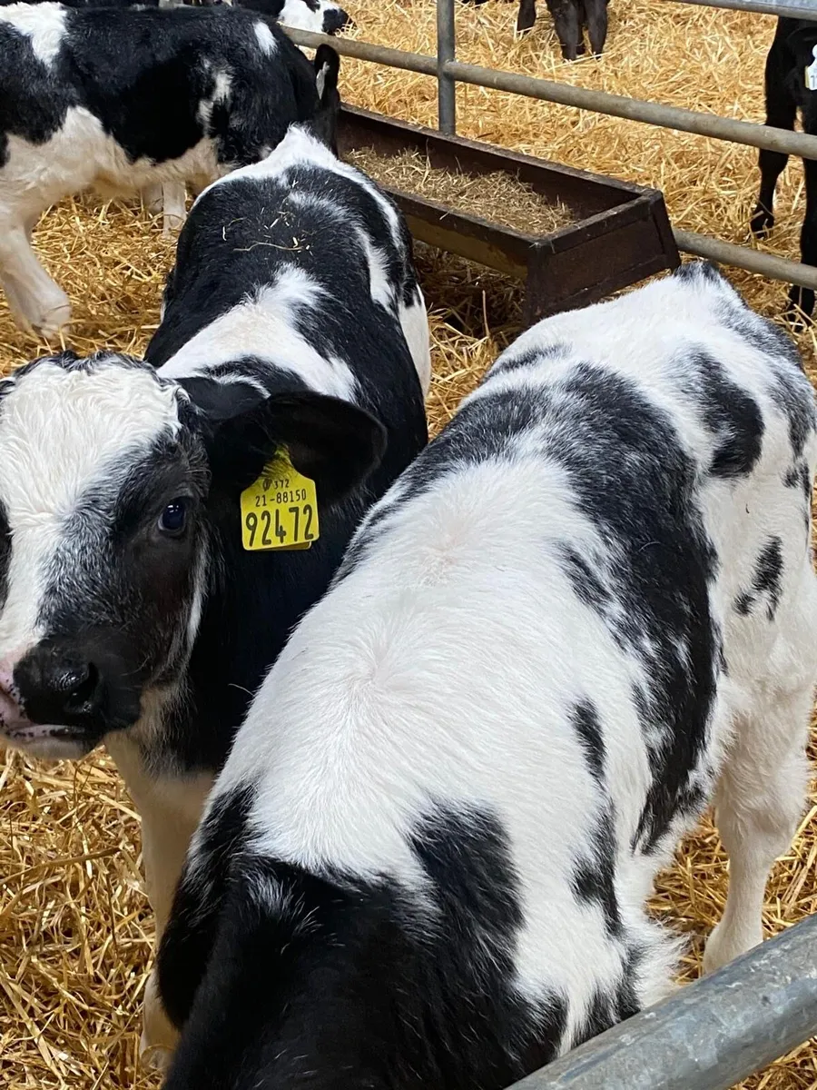 AI Bred Belgian Blue Bull Calves - Image 1