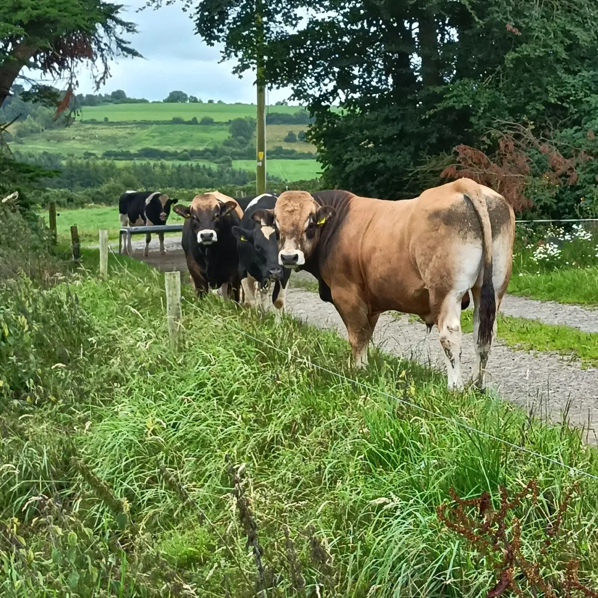 Aubrac bulls - Image 4